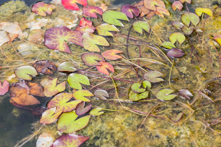 Lotus leaf in the fish bowlの写真素材