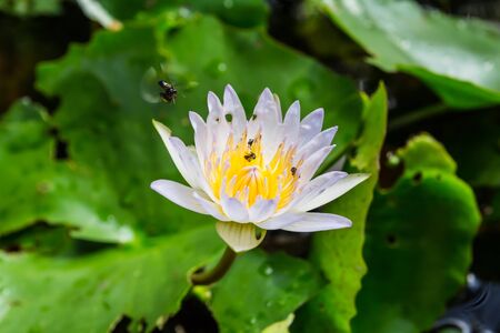 Lotus leafの写真素材