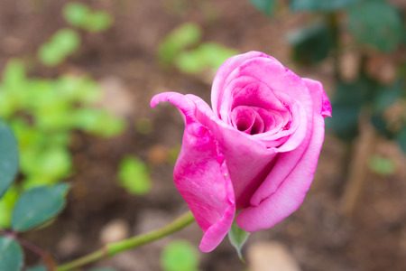 Roses beautiful with a rainy day.の写真素材