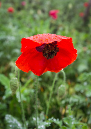 Poppy bright colors after rainの写真素材