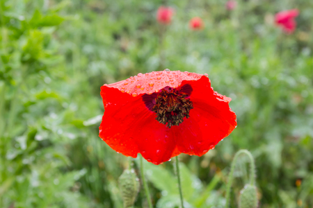 Poppy bright colors after rainの写真素材