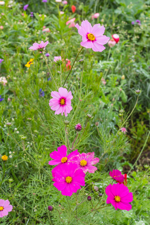 Cosmos Flowers colorful in gardenの写真素材