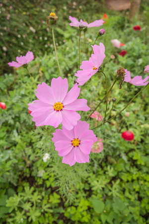 Cosmos Flowers colorful in gardenの写真素材