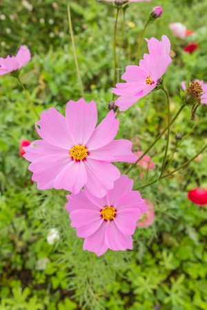 Cosmos Flowers colorful in gardenの写真素材
