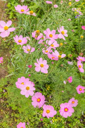 Cosmos Flowers colorful in gardenの写真素材