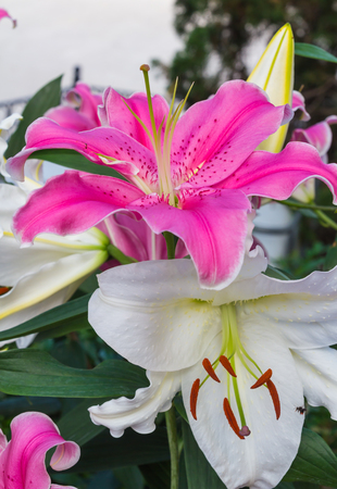 Pink lily in the garden and tone colorful,Lily flowersの写真素材