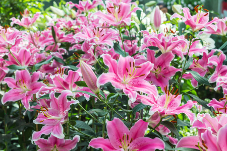 Pink lily in the garden and tone colorful,Lily flowersの写真素材