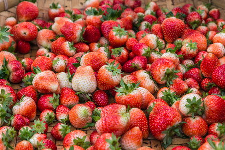 Red strawberryの写真素材