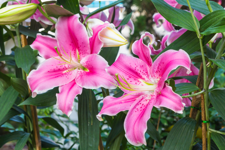 Pink lily in the garden and tone colorful,Lily flowersの写真素材