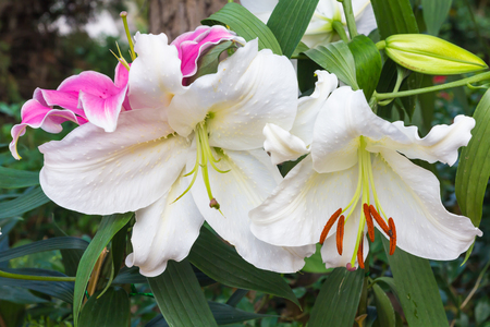 White lily in the garden and tone colorful,Lily flowersの写真素材