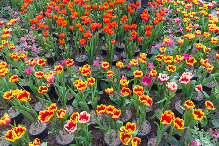 Beautiful bouquet of tulips colorful in spring at the garden,colorful tulipの写真素材