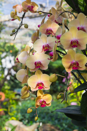 Beautiful orchids in greenhouseの写真素材