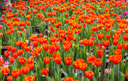 Beautiful bouquet of tulips colorful in spring at the garden,colorful tulipの写真素材