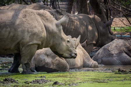 A big rhino / rhinoceros in the zoo Thailandの写真素材