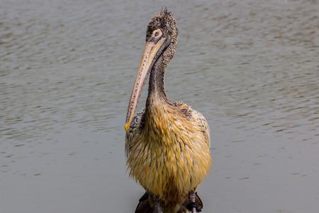 Brown pelican on the water edge.の写真素材