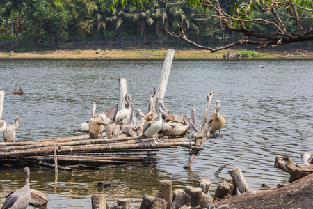 Pelican gathering on the waterfront patio.の写真素材