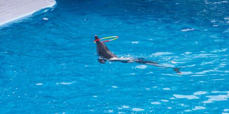 Dolphins show in the zooの写真素材