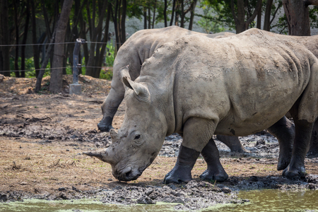 A big rhino / rhinoceros in the zoo Thailandの写真素材