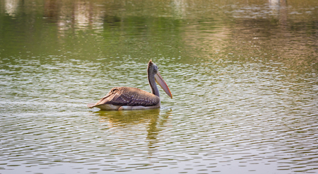 Brown pelican on the water edge.の写真素材
