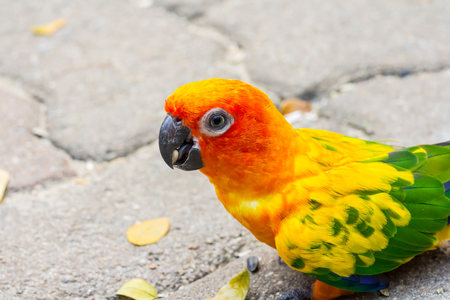 The bird parrot beautiful in the zoo