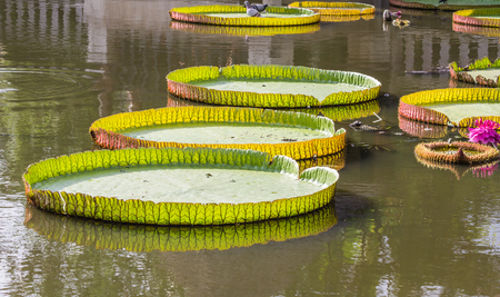 Victoria, Giant lotus flowerの写真素材