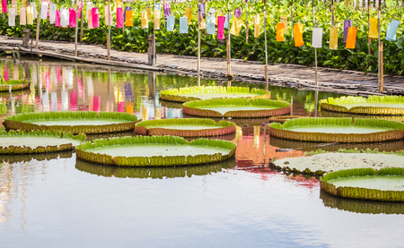 Victoria, Giant lotus flowerの写真素材