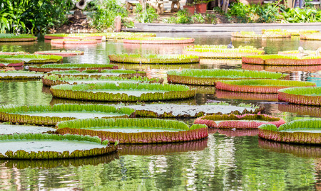Victoria, Giant lotus flowerの写真素材