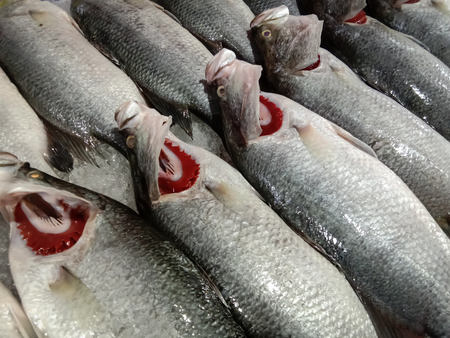 Fresh White Snappers fish in the marketの写真素材