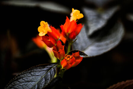 Red Flowerの写真素材