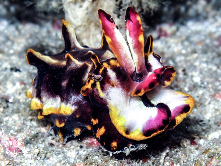 Flamboyant squidの写真素材