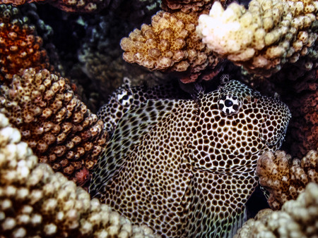 Two Leopard Blennies  with hard coralの写真素材