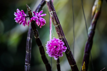 Purple toothbrush Orchidの写真素材