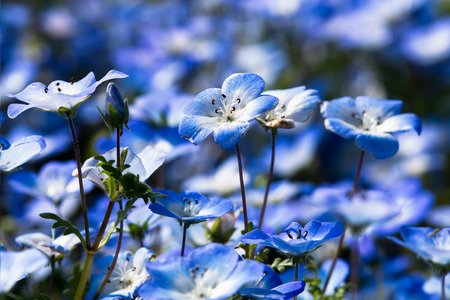 Nemophila at Hitachi seaside parkの写真素材