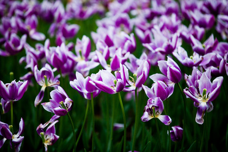 Tulips
