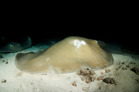 Stingrays on the sand