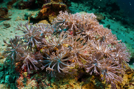 Beautiful soft coralの写真素材