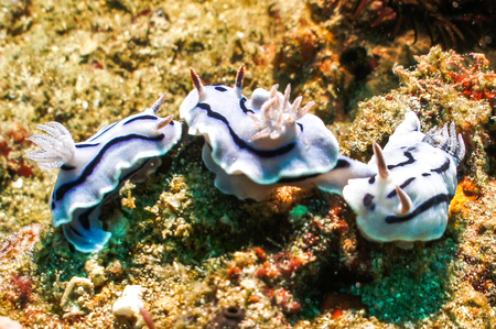 Three nudibranchの写真素材