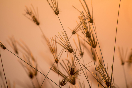 Grass backlitの写真素材