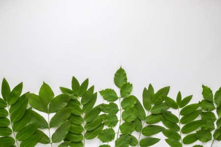 Green leaves isolated on the white background. Top view, flat lay. Copyspace