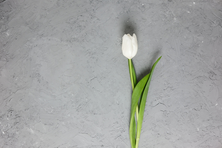 White tulip on a gray concrete background. Top view. Flat lay. Postcard for Easter, Mothers Day and Spring Holidays.の写真素材