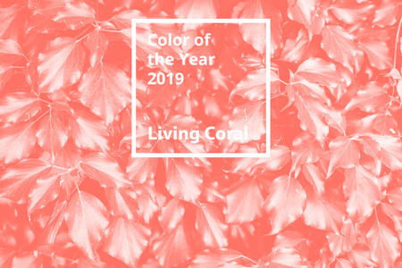 Color of the year 2019 Living Coral. Floral natural pattern of foliage.の写真素材