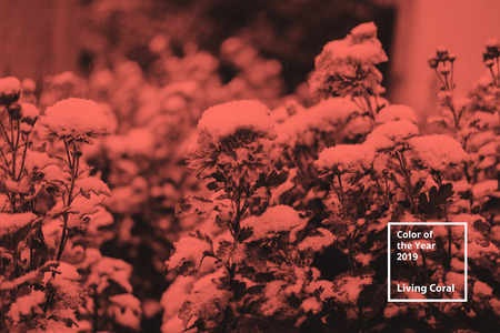 Color of the year 2019 Living Coral. Floral natural pattern of flowers, branches.