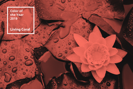 Color of the year 2019 Living Coral. Floral natural pattern of flowers, branches.の写真素材