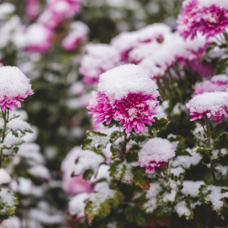 Autumn blooming flowers of pink color covered with snow. Frozen chrysanthemum flowers in the gardenの写真素材