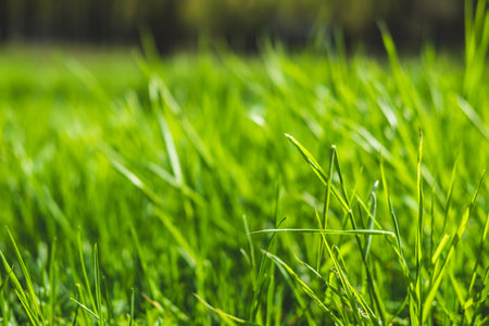Spring or summer background with bright green grassの写真素材