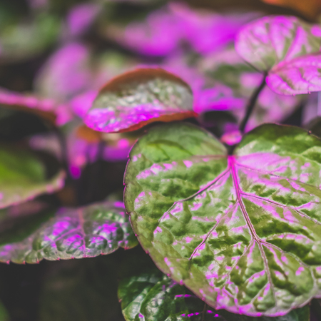 Green houseplants under the light of an ultraviolet lampの写真素材
