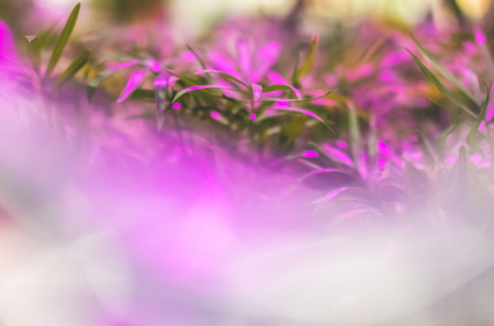 Green houseplants under the light of an ultraviolet lampの写真素材