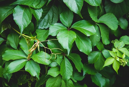 Green floral pattern of leaves.の写真素材