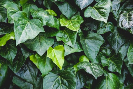 Green floral pattern of leaves.の写真素材