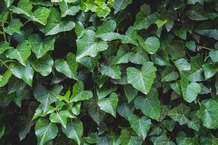 Green floral pattern of leaves.